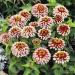 Zinnia Swizzle Cherry Ivory Flowers