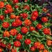 Zinnia Fire Flower Plant Seeds