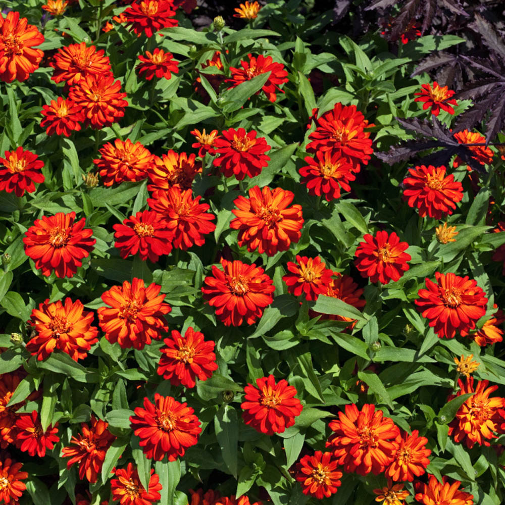 Zinnia Zahara Double Fire Flower Seeds
