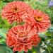 Zinnia Senora Garden Cut Flowers