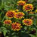 Zinnia Zowie Yellow Flame Garden Flowers