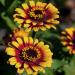 Zinnia Zowie Yellow Flame Cut Flowers