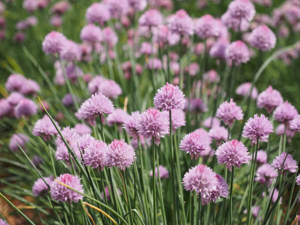 Herb Seed