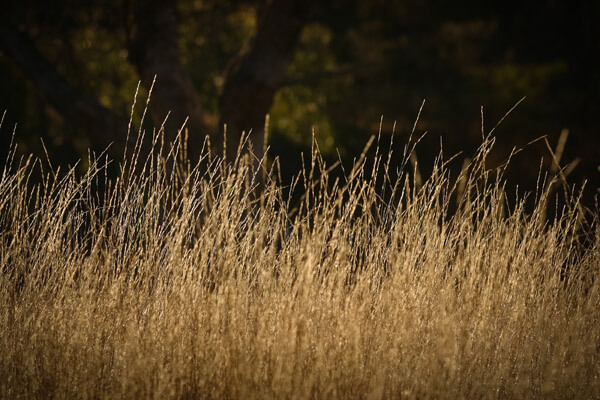 Native Grass Seed