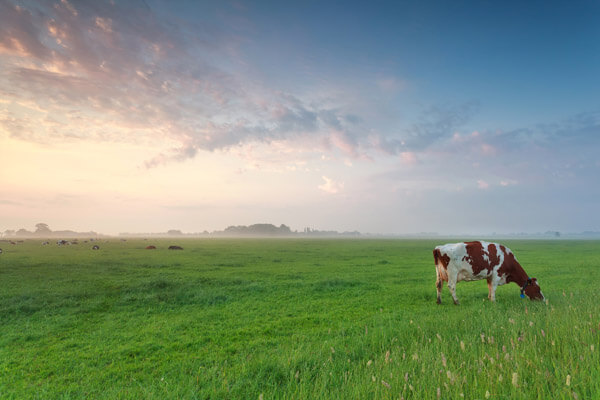 Pasture Seed