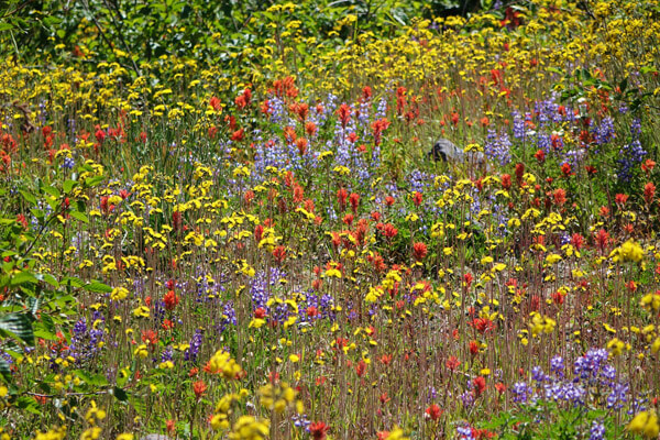 Wildflower Garden Packages