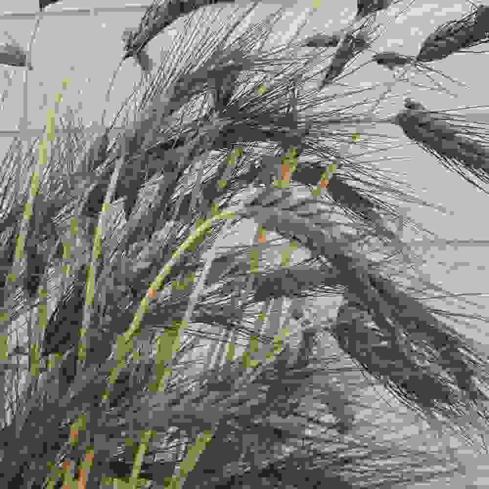 Triticum Aestivum Black Knight Wheat