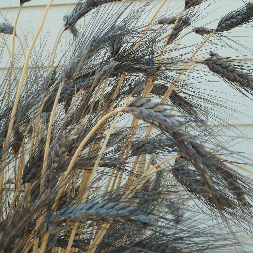 Triticum Aestivum Black Knight Wheat