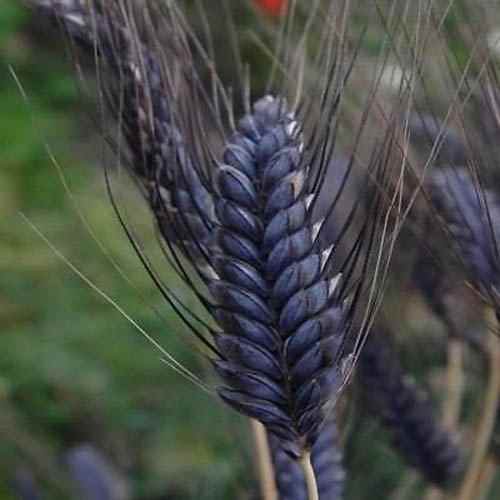 Black Knight Wheat Ornamental