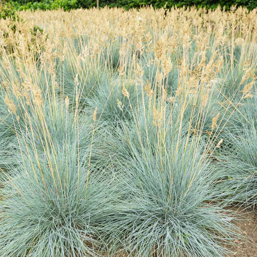 blue fescue drought tolerant ornamental grass for xeriscape