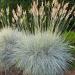 Blue Fescue Grass