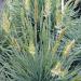 Blue Hair Ornamental Grass