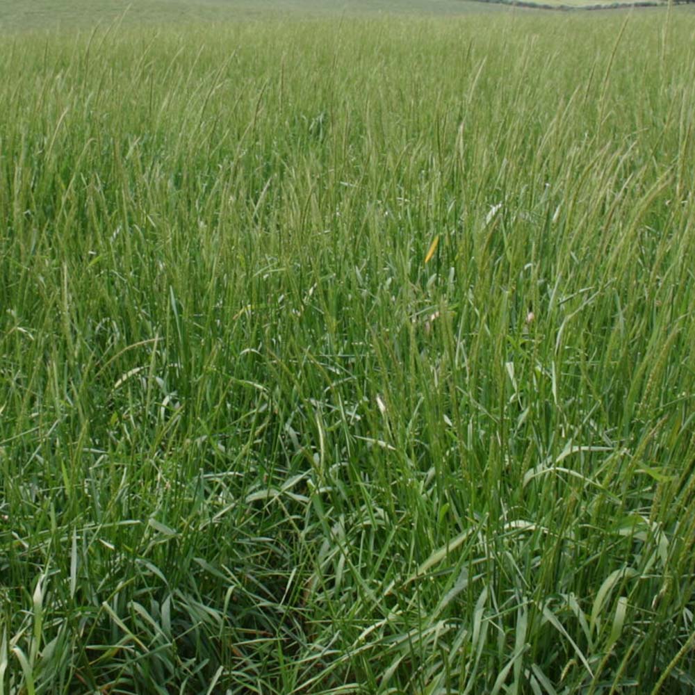 Blue Wildrye Plants From Seeds