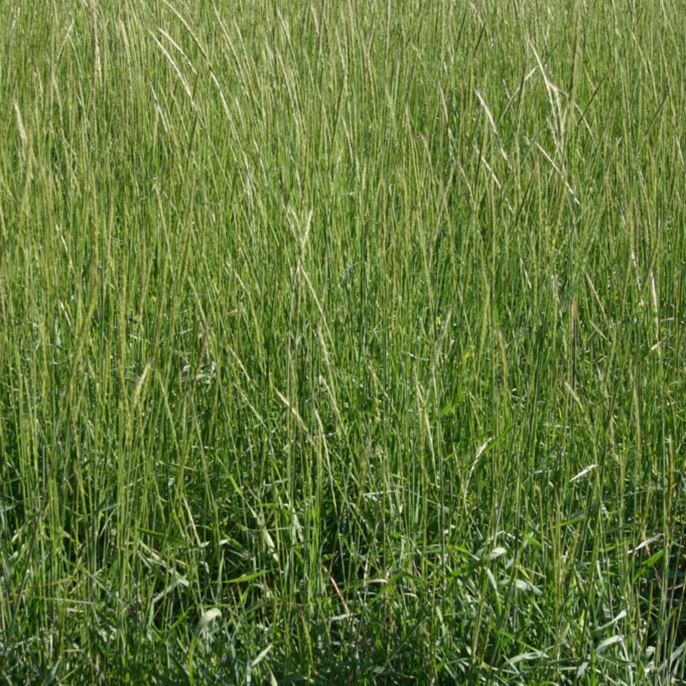 Blue Wildrye For Erosion Control