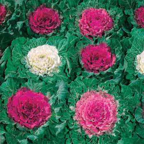 Ornamental Cabbage Seeds Ornamental Brassica Flower Seed