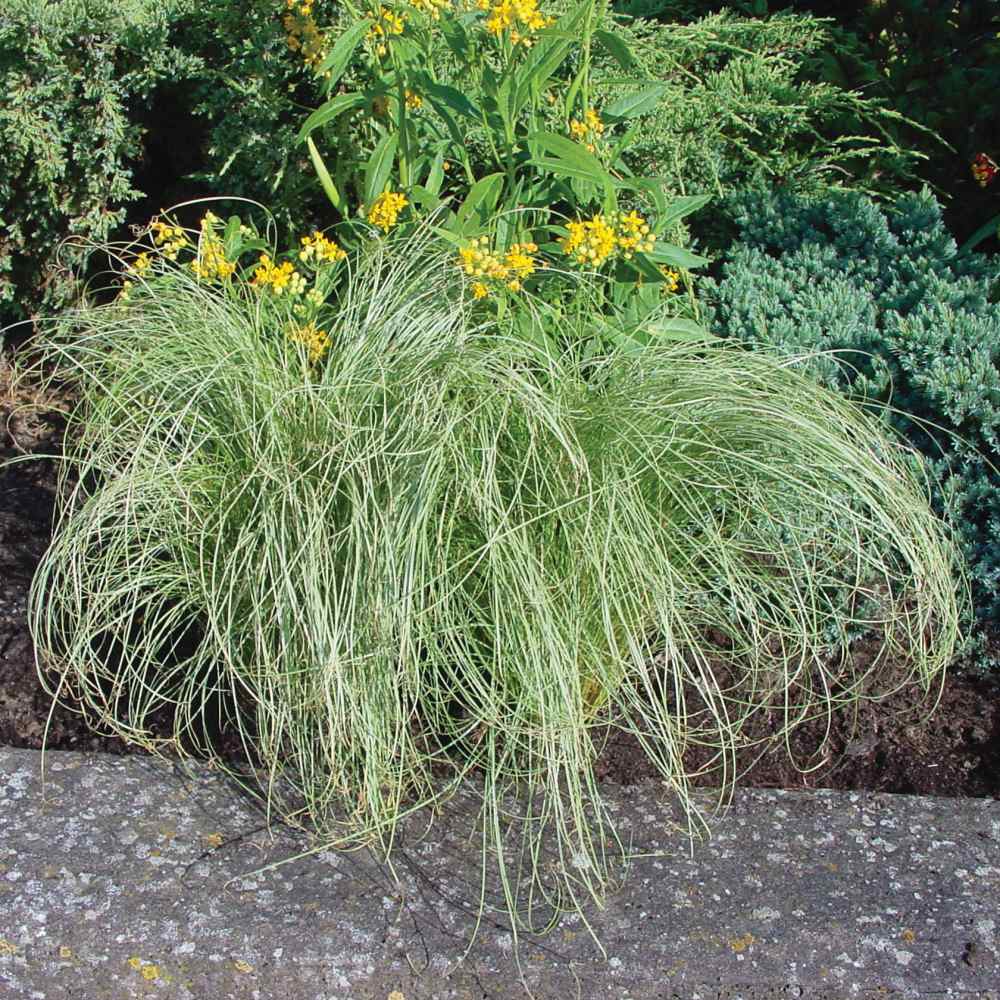 Carex Seeds Carex Comans Amazon Mist Ornamental Grass Seed