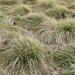 Carex Comans Ornamental Grass