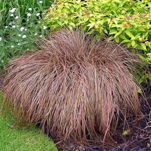 Unique Ornamental Grass