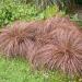 Carex Flagellifera Ornamental Grass