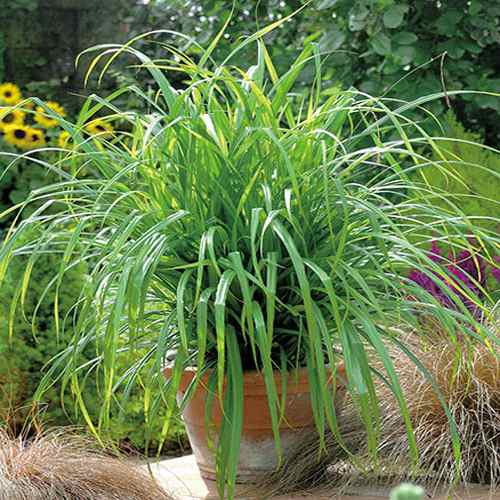 Subtle Ornamental Grass