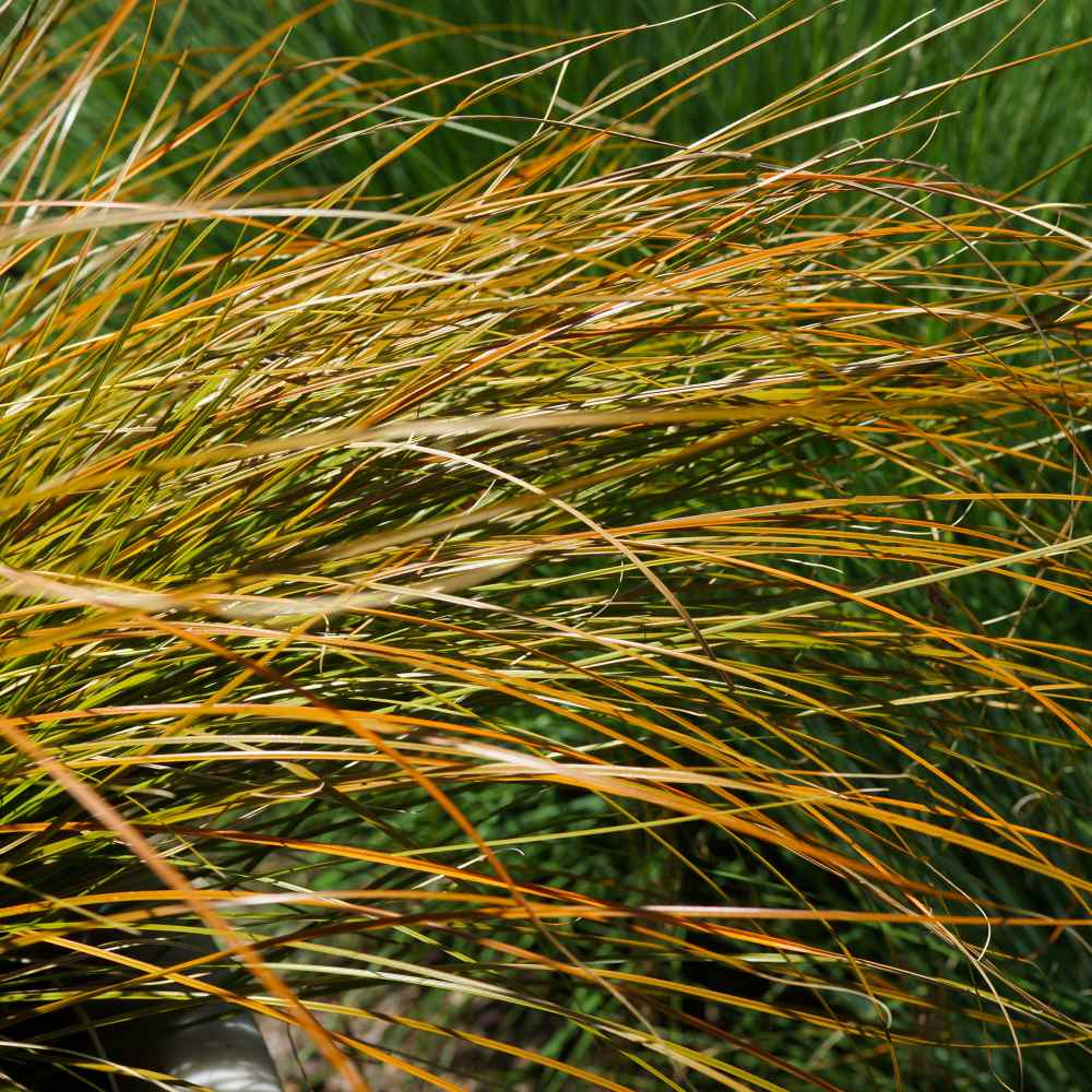Unique Ornamental Grass