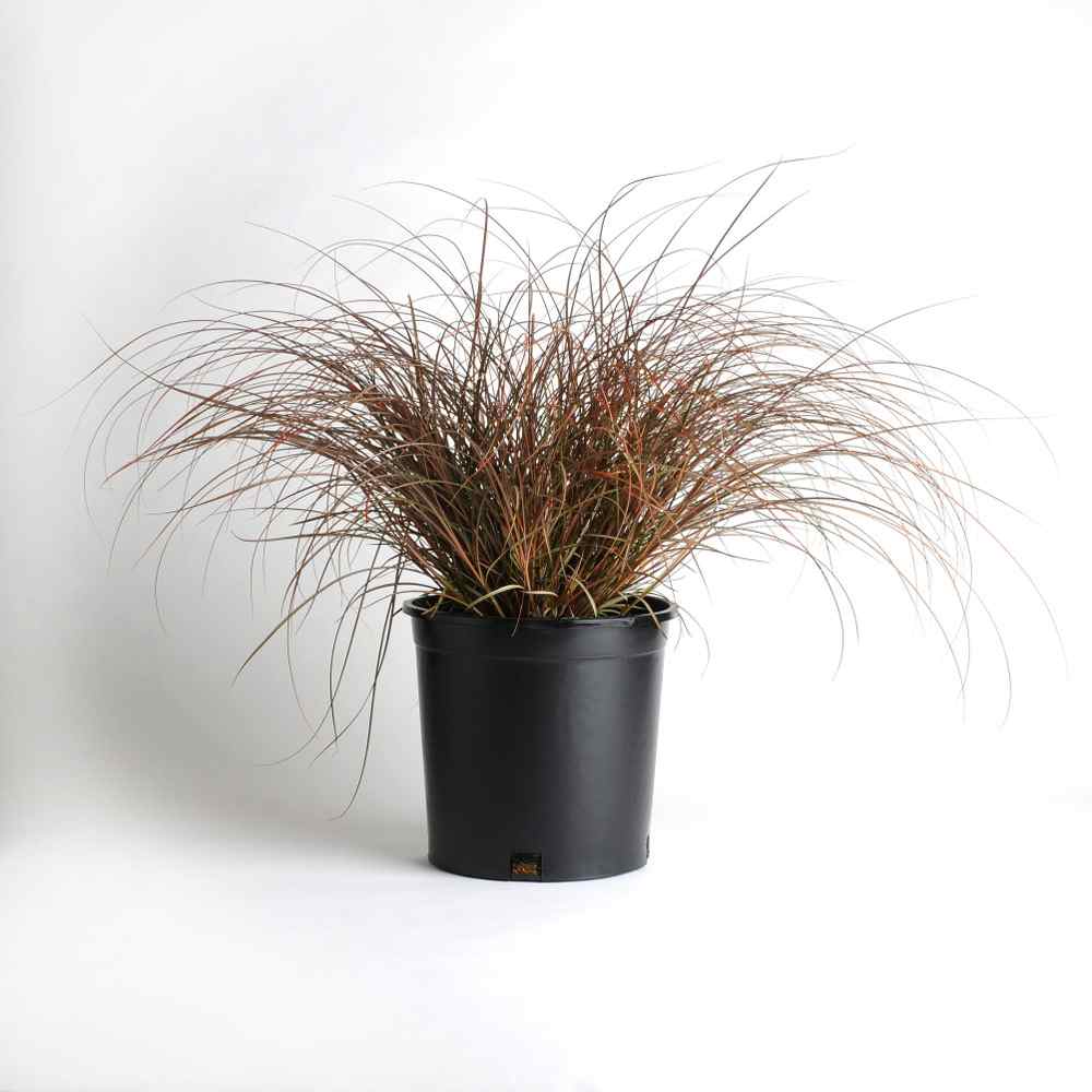 Carex Seeds New Zealand Hair Sedge Ornamental Grass Seed
