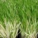 Cat Grass Seed For Variegated Plants