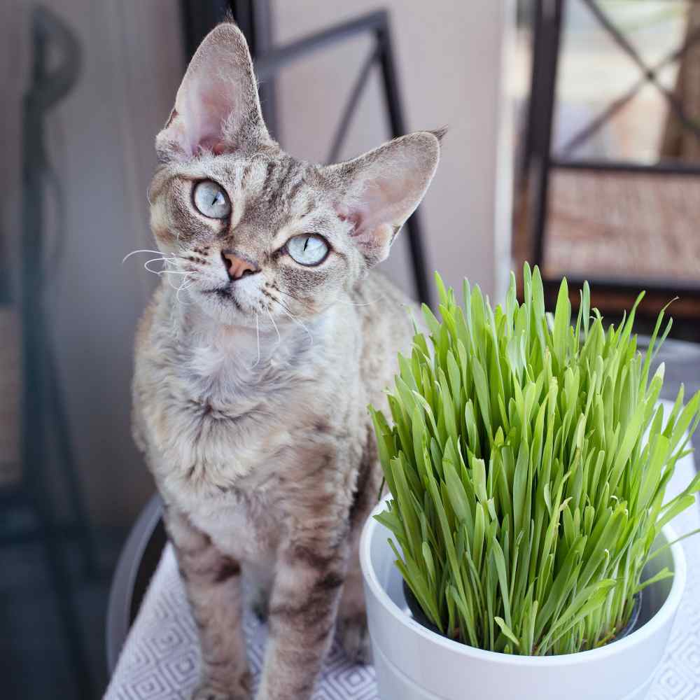 Ornamental Cat Grass Variegated