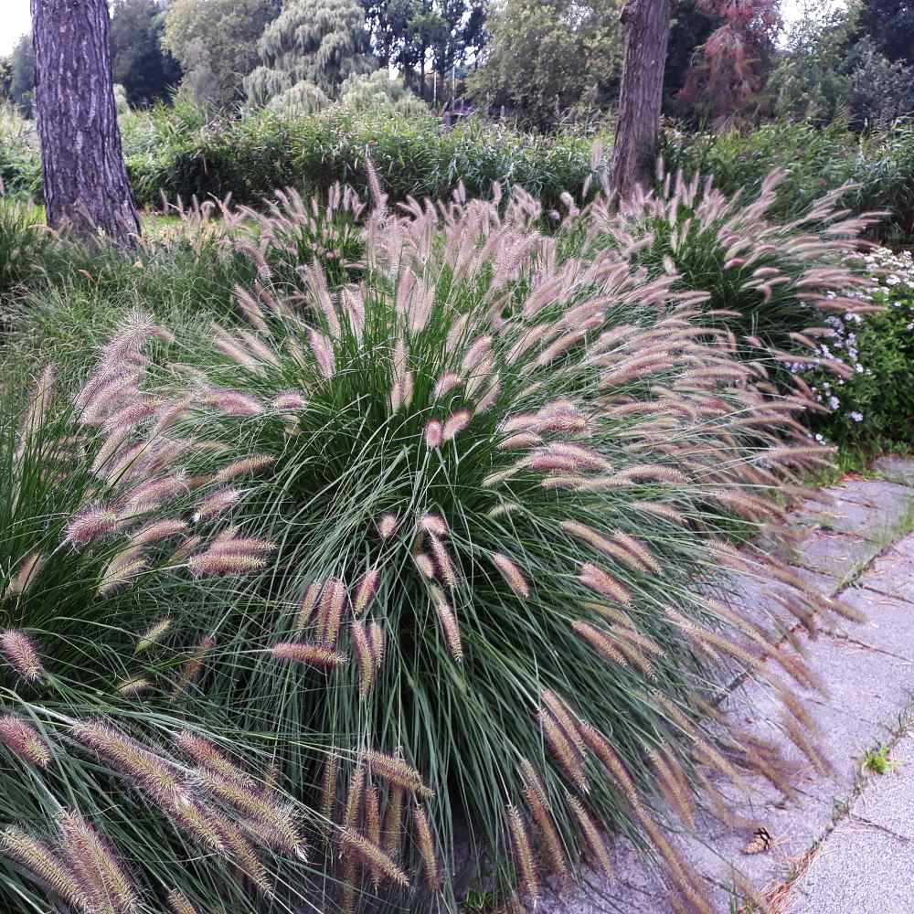 Pennisetum Alopecuroides Fountain Drought Tolerant Ornamental ...