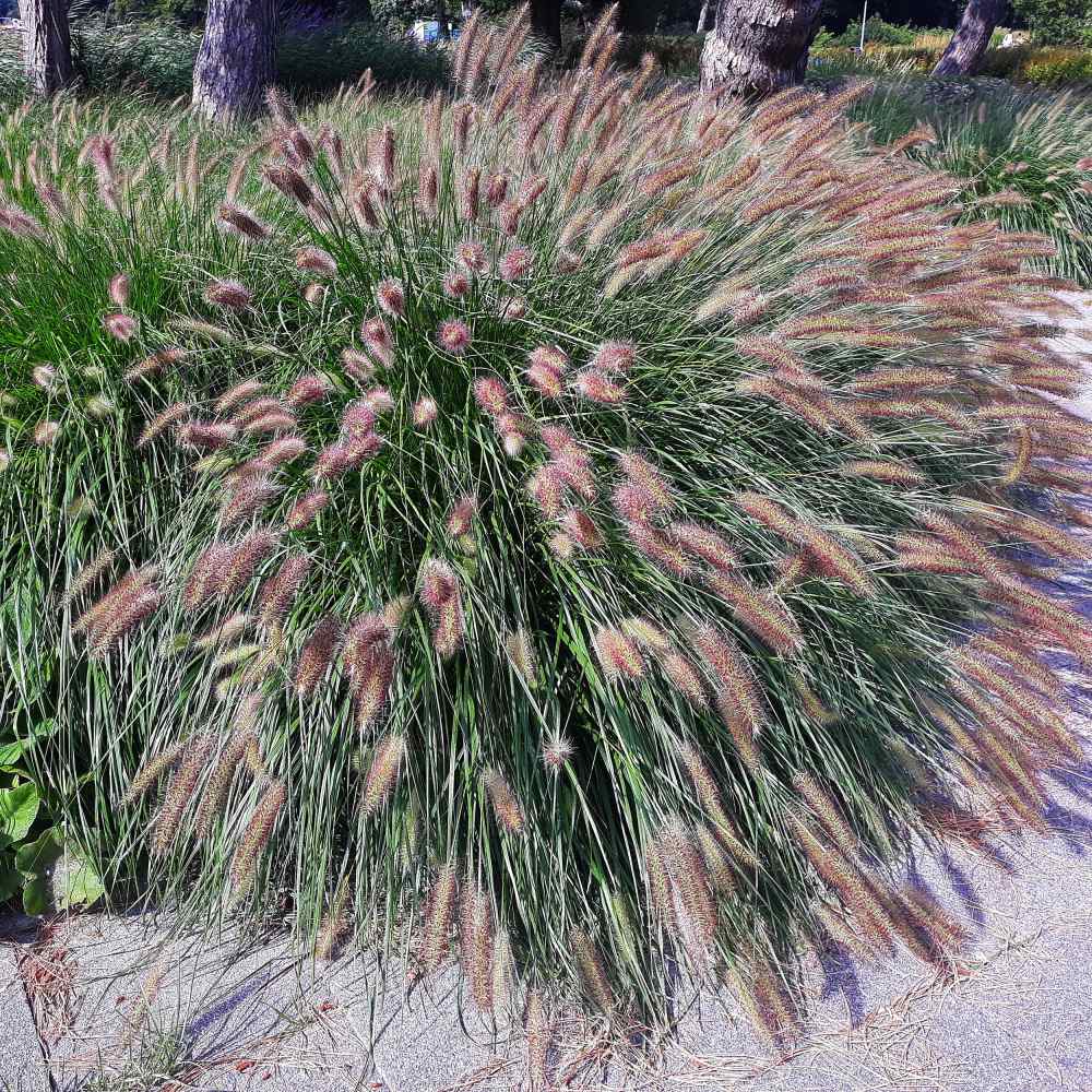 20pcs Rare Fountain Herb Grass Seed Pennisetum Grass Seed Perennial VILR