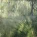 Cloud Grass Ornamental Grass