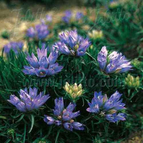 Perennial Edraianthus Ground Cover