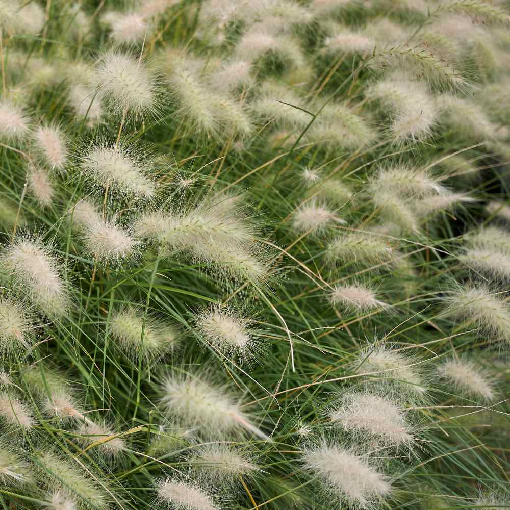 Perennial Feathertop Ornamental Grass