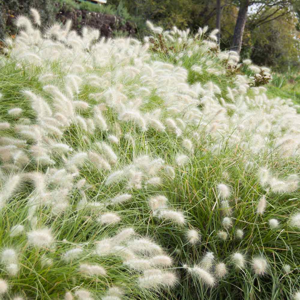 Pennisetum Villosum Grass