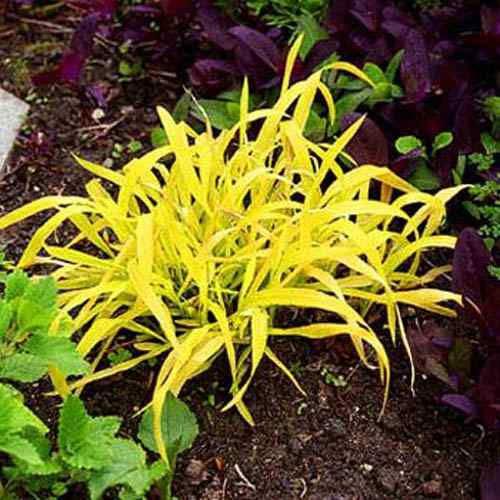 Golden Millet Plants