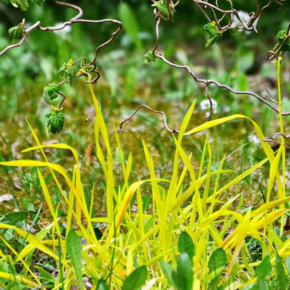 Golden Millet Ornamental Grass
