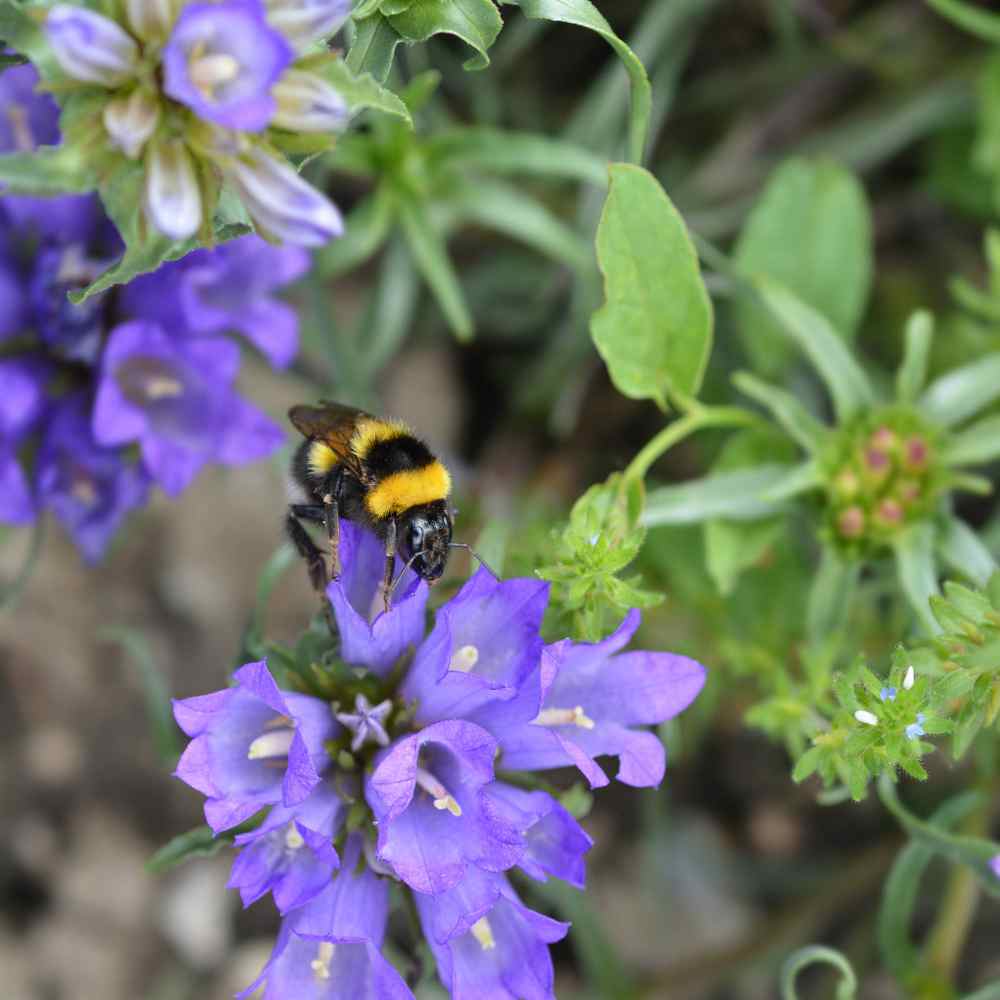 Perennial Edraianthus Grassy Bells Flowers