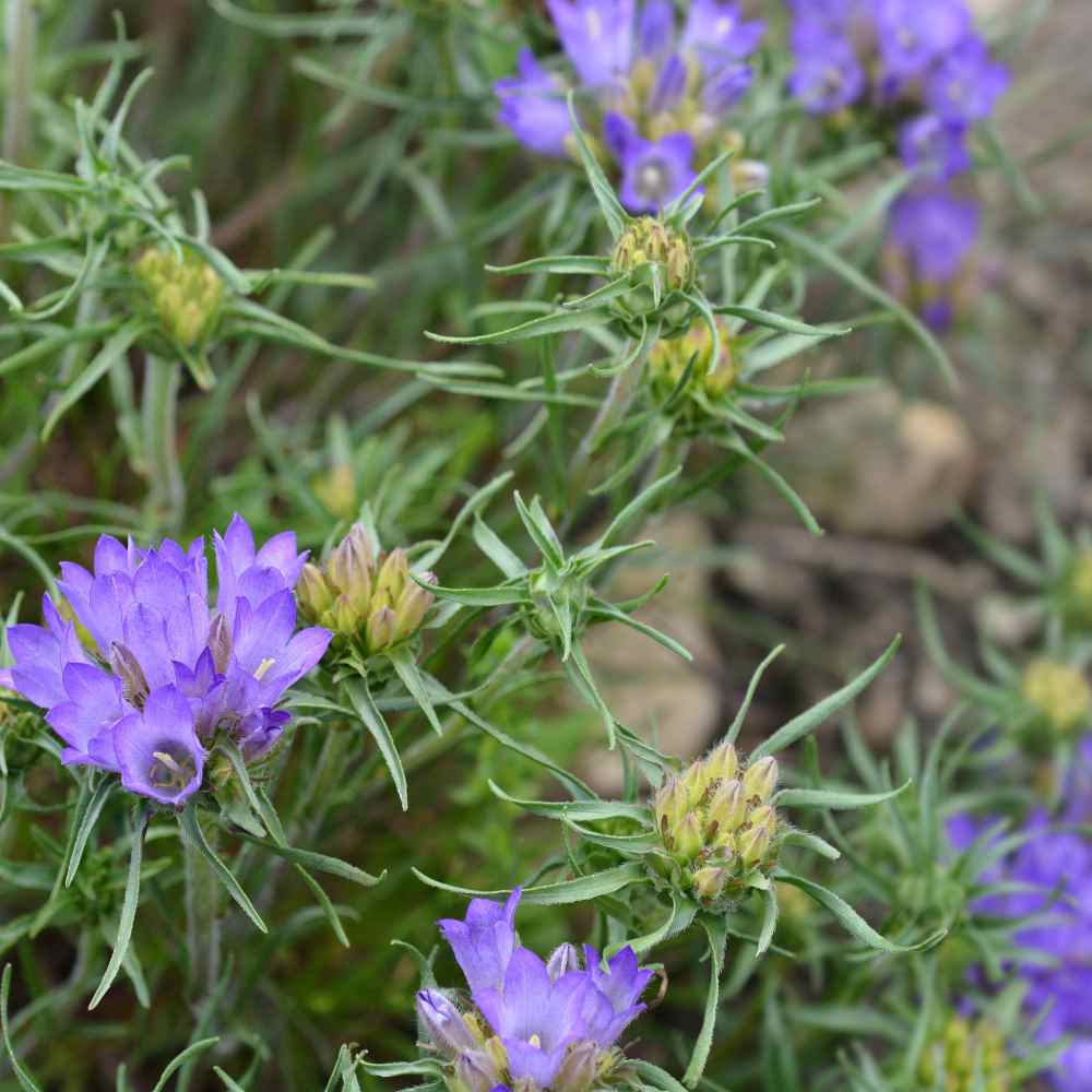Edraianthus Grassy Bells