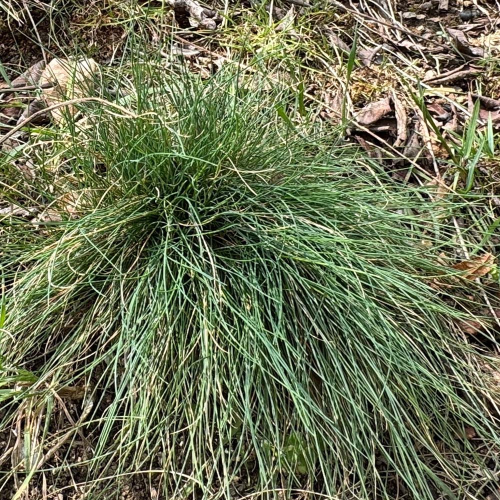 Idaho Fescue For Erosion Control