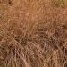 Little Bluestem Native Grass