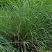 Little Bluestem Prairie Grass