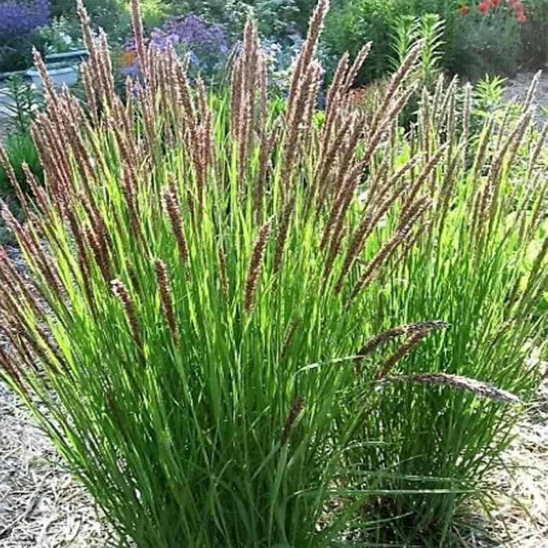 20 RED SPIRE MELIC GRASS Purple Melica Transsilvanica Flower Seeds *Combined S/H 