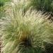 Mexican Feather Ornamental Grass