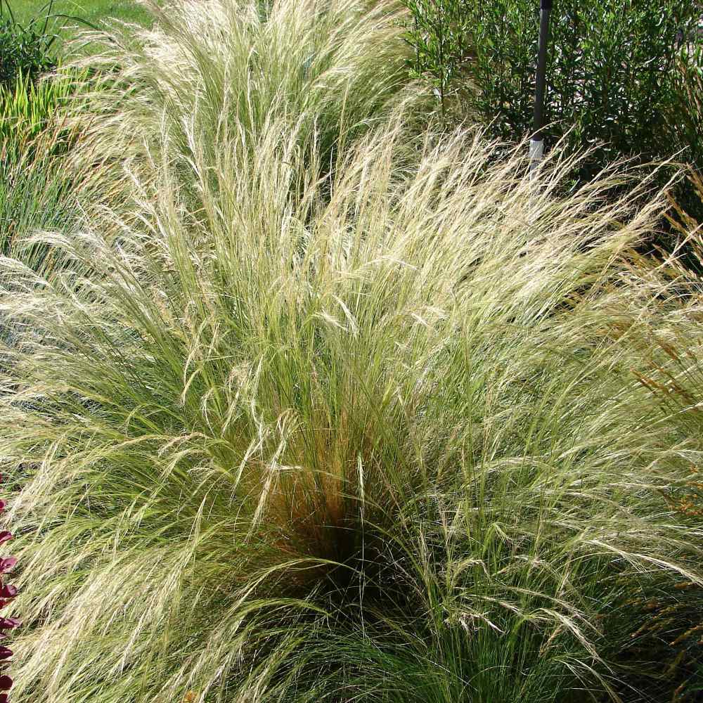 Mexican Feather Ornamental Grass