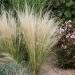 Stipa Ornamental Grass