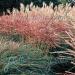 Miscanthus New Hybrids