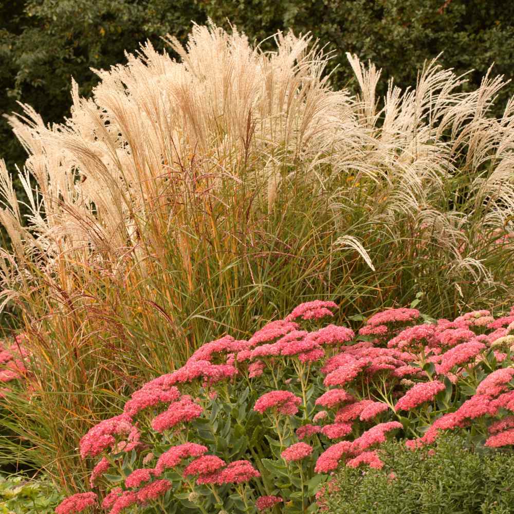 Miscanthus Sinensis Seeds Chinese Silver Ornamental Grass Seed