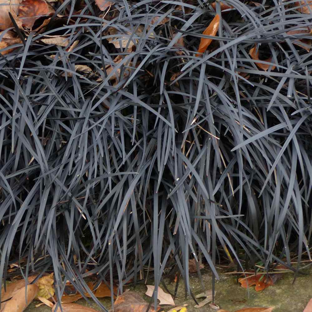Black Mondo Grass Seeds - Ornamental Grass Seed For Shade