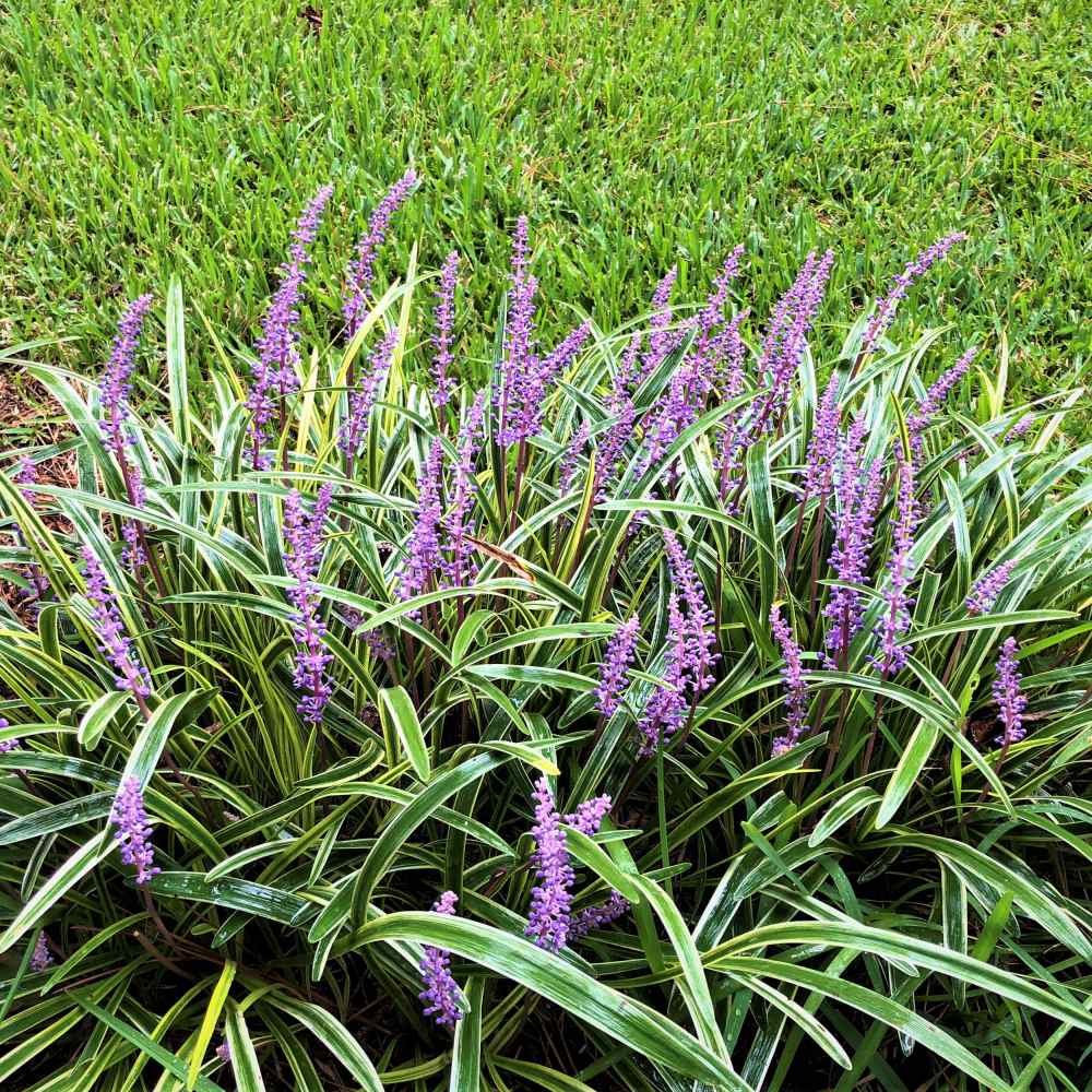 Monkey Grass Border