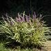 Liriope  Grass